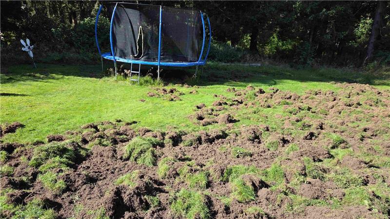 Die Wildschweine haben im Garten der Familie Creutzig in Clausthal-Zellerfeld ganze Arbeit geleistet.