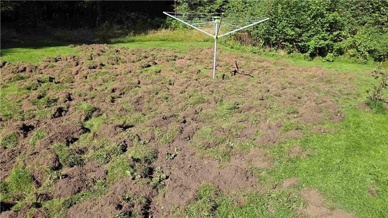 Die Wildschweine wüten im Garten der Creutzigs und bescheren der Familie viel Arbeit.
