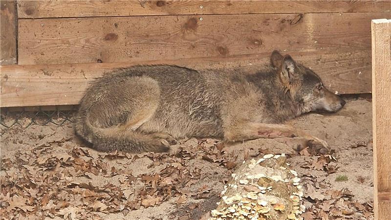 Die Wildtierauffangstation bei Sachsenhagen hat den Wolf aus Hamburg aufgenommen. (Handout)