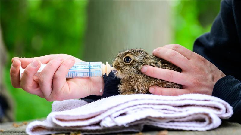 Wildtierhilfe Lüneburger Heide: 400 Tiere, wenig Personal Die Wildtierhilfe Lüneburger Heide versorgt Tierbabys, die in der Natur nicht überleben würden.