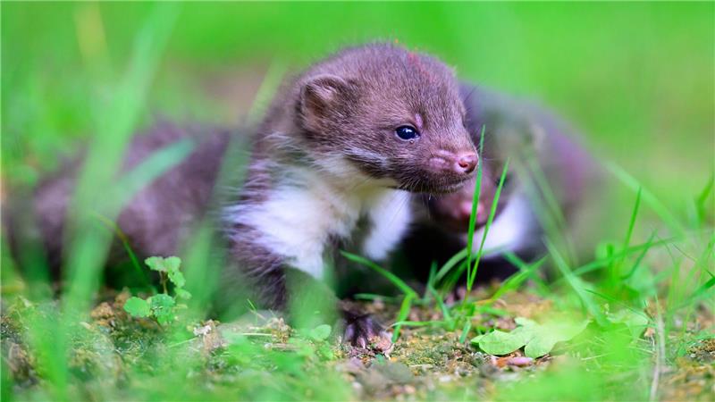 Wildtierhilfe Lüneburger Heide: 400 Tiere, wenig Personal Die Wildtierhilfe finanziert sich überwiegend durch Privatspenden und zu einem geringen Teil aus öffentlichen Zuschüssen.