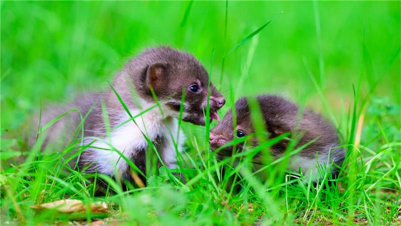 Wildtierhilfe Lüneburger Heide: 400 Tiere, wenig Personal Die Wildtierhilfe ist eine von 16 anerkannten Betreuungsstationen in Niedersachsen.