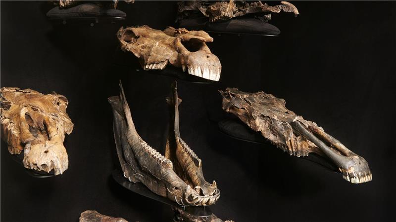 Die Wissenschaftler entdeckten die genetischen Überreste in Fossilien von mindestens 20 erlegten Pferden in Schöningen.