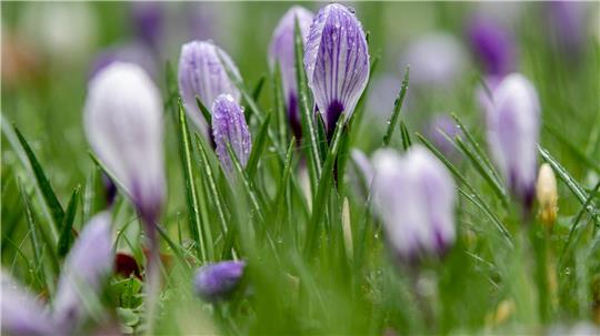 Die Woche bringt sowohl Regen als auch einen Hauch von Frühling. (Archivbild)