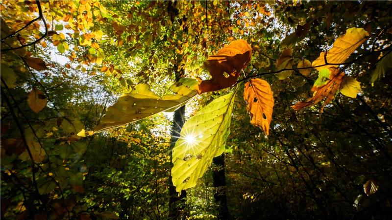 Die Woche startet zwar mit Regen - doch Niedersachsen und Bremen dürfen auch mit Sonnenschein rechnen. (Archivbild)
