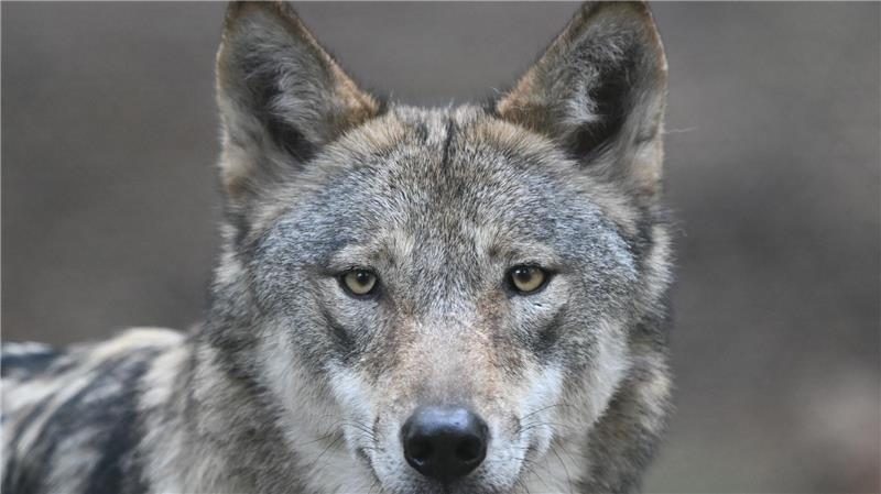 Wölfe bleiben scheu – selbst in streng geschützten Gebieten Die Wölfe flohen beim Klang menschlicher Stimmen mehr als doppelt so häufig und verließen den Ort rund doppelt so schnell wie bei harmlosen Naturgeräuschen. (Archivbild)