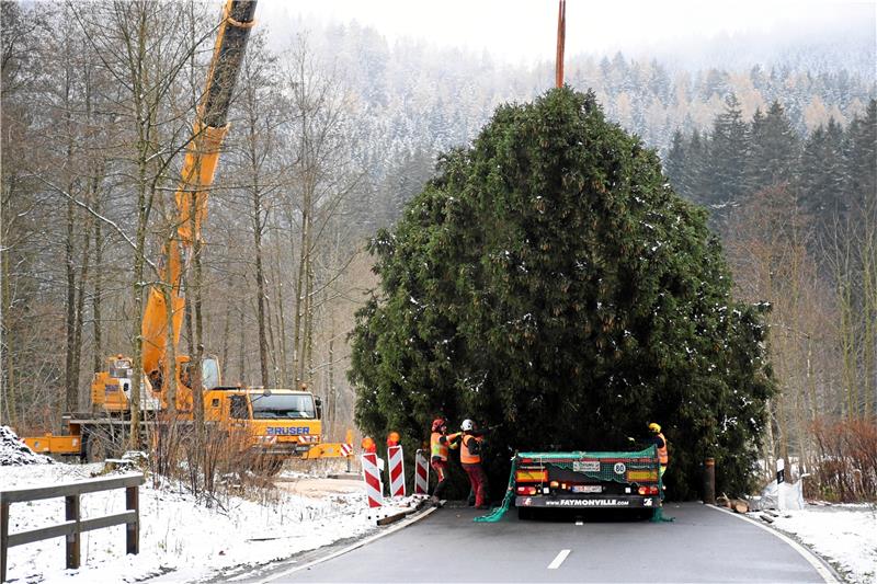 Die XXL-Fichte beginnt ihre Reise bei Lautenthal.  Foto: Gereke