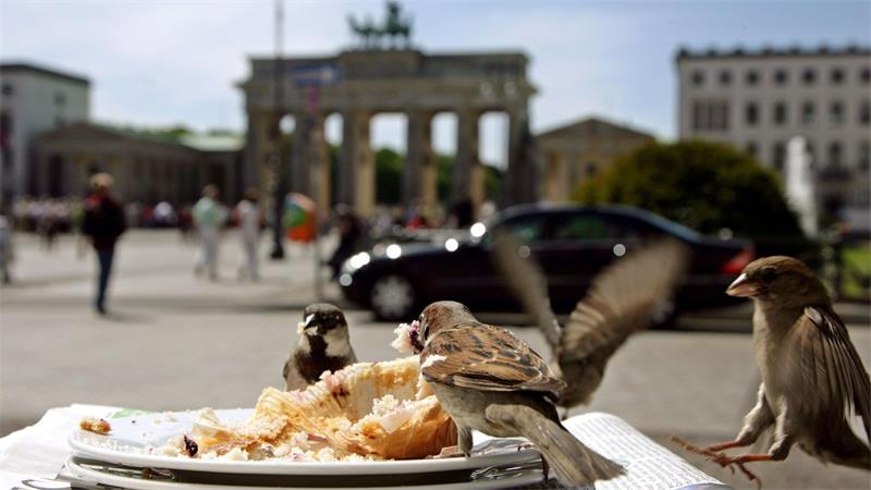 Das Tschilpen verstummt - Spatzen „wie in Luft aufgelöst“ Die Zahl der Haussperlinge in Berlin ist immens geschrumpft. (Archivbild)