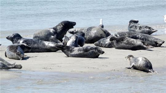 Die Zahl der Kegelrobben im Wattenmeer und auf Helgoland nimmt weiter zu - wenn auch langsamer als zuvor.