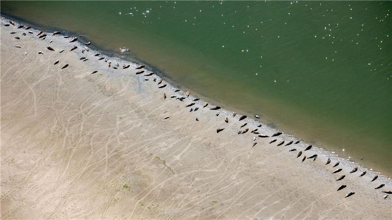 Mehr junge Seehunde im niedersächsischen Wattenmeer Die Zahl der Seehunde im niedersächsischen Wattenmeer bleibt stabil. (Archivfoto)
