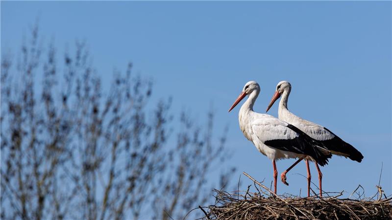 Was klappert da? Darum gibt es so viele Störche Die Zahl der Störche ist in Deutschland deutlich gestiegen. Das Lag nach Experteneinschätzung vor allem an den Westziehern. Viele von ihnen fliegen dank ausreichender Nahrungsquellen in Westeuropa nicht mehr die kraftraubende Langstrecke bis nach Afrika. Damit sind sie weniger Risiken ausgesetzt.