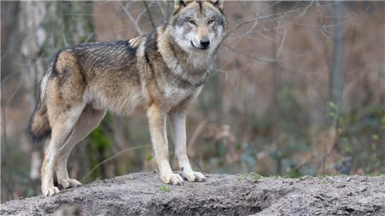 Die Zahl der Wölfe in Europa hat sich binnen zehn Jahren nahezu verdoppelt. (Symbolbild)