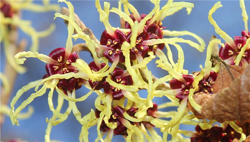 Wo Winterblüher ihren großen Auftritt haben gelb-rote Blüte