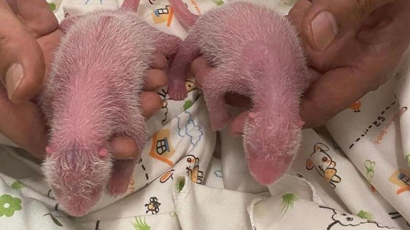 Panda-Dame Ying Ying beschert Hongkonger Zoo Nachwuchs Die Zeit kurz nach der Geburt ist besonders kritisch bei Panda-Babys.
