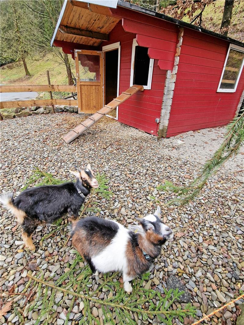 Die Ziegen Clara und Heidi sind Besuchermagneten.