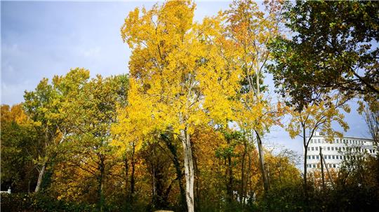 Die Zitterpappel (Populus tremula) - auch Espe oder Aspe genannt -  ist Baum des Jahres 2026. 