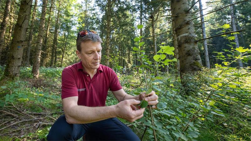 Die Zitterpappel ist ein Mosaikstein für den Wald der Zukunft, sagt Forstamtsleiter Michael Thätner.