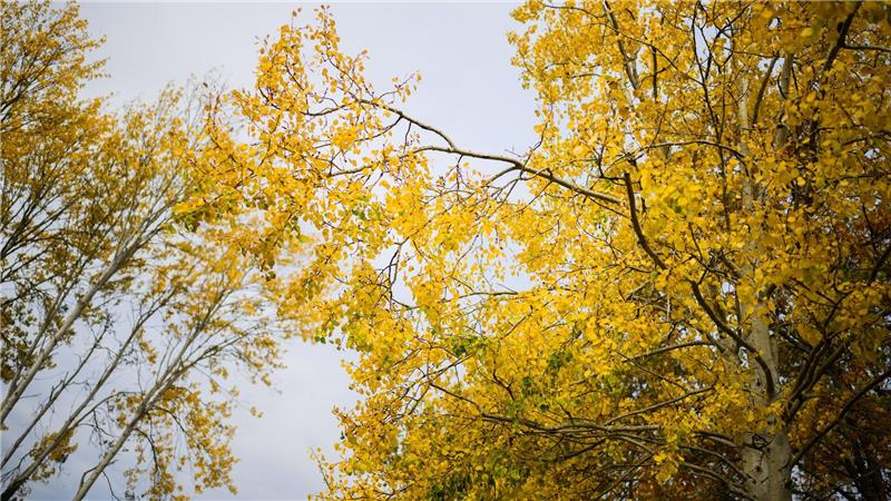 Zitterpappel wird Baum des Jahres – Lebensretterin im Wald Die Zitterpappel verdankt ihr typisches, „zitterndes“ Laub dem seitlich abgeflachten Blattstiel – schon ein leichter Wind versetzt ihre Krone in Bewegung.