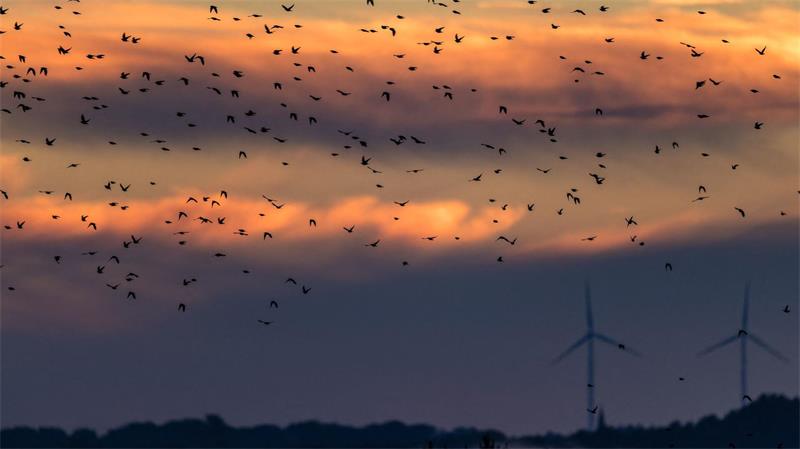 Nach Vogelgrippe: Tausende Kraniche füllen Rastplätze Die Zugvögel sammeln sich derzeit auf abgeernteten Felder in Brandenburg für ihren Weiterflug in Richtung Süden zu den Überwinterungsgebieten.