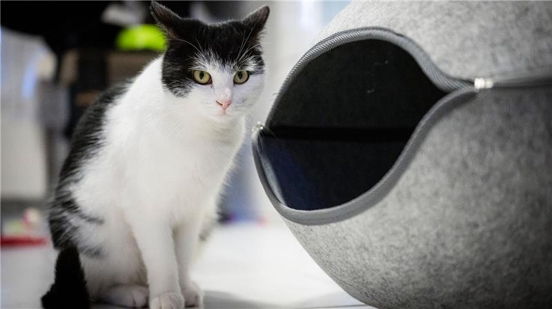 Die abenteuerlustige Katze Shila zieht nach Schweden. (Archivbild)