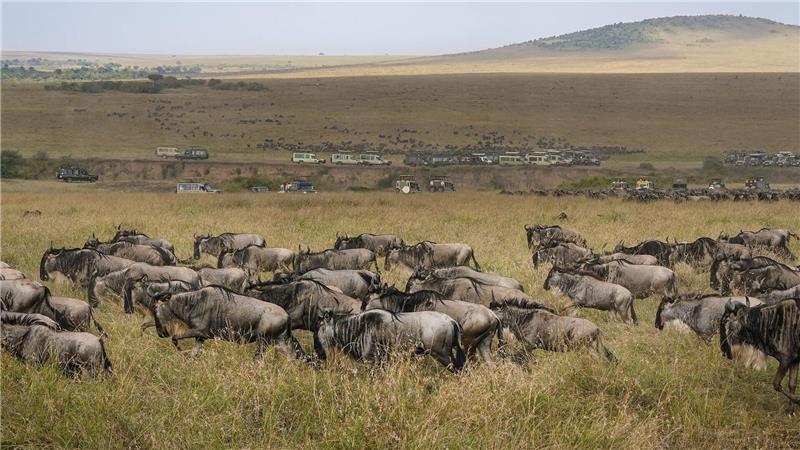 Spektakuläre Wanderung der Gnus - Sorge vor Übertourismus Die alljährliche Gnuwanderung von der Serengeti in die Masai Mara ist ein weltberühmtes Naturspektakel
