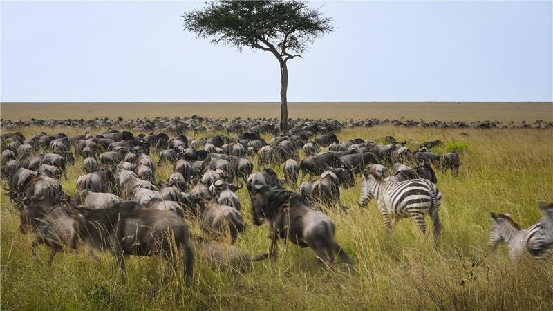 Spektakuläre Wanderung der Gnus - Sorge vor Übertourismus Die alljährliche Gnuwanderung von der Serengeti in die Masai Mara ist ein weltberühmtes Naturspektakel
