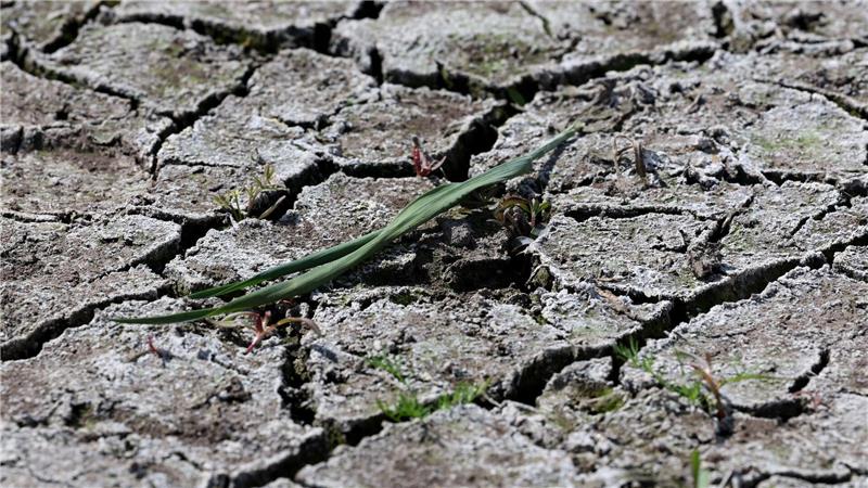 Monate fast ohne Regen - Droht ein schlimmer Dürresommer? Die anhaltende Dürre hat zunehmend Folgen für Wald und Landwirtschaft.