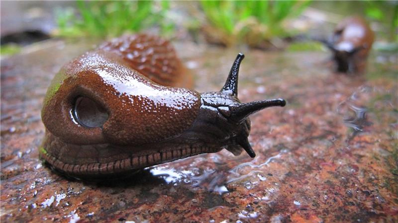 Hobbygärtner atmen auf: Der Superschnecke ist es zu trocken Die anhaltende Trockenheit hat Nacktschnecken zu schaffen gemacht. (Archivbild)
