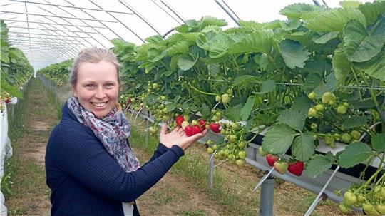 Die aus Bredelem stammende Mareke Habermann vom „Landhof Habermann„ in Algermissen prüft an Stellagen unter einem Foliendach, wie weit die Erdbeeren sind. Wegen der gestiegen Kosten steht sie wie die anderen Erdbeerbauern aus der Region vor einer schwierigen Saison. Foto: Privat