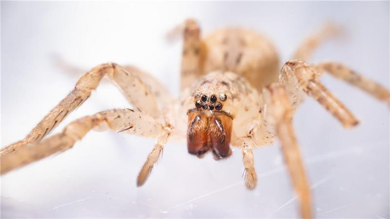 Nosferatu-Spinne wohl inzwischen bundesweit verbreitet Die aus dem Mittelmeerraum stammende Spinne kommt inzwischen auch in Norddeutschland vor. (Archivbild)
