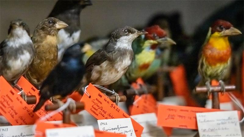 Die ersten und letzten ihrer Art - Kronjuwelen im Museum Die ausgestopften Vögel haben alle ein handschriftliches Etikett.
