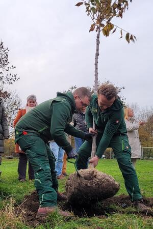 Die ausgesuchten Obstbäume sind bereits mehrere Jahre alt.