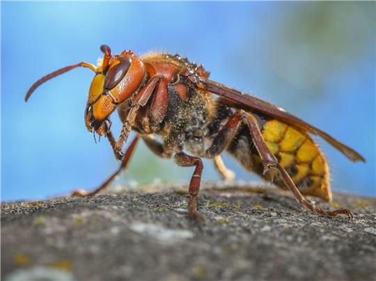«Die ausgewachsenen Hornissen sind Vegetarier. Sie ernähren sich von Nektar und Pflanzensäften»: Eine Hornisse (Vespa crabro).