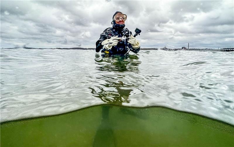 Ein Forscherteam sucht das Super-Seegras Die australische Meeresbiologin Angela Stevenson taucht an einer Seegraswiese in der Kieler Förde.