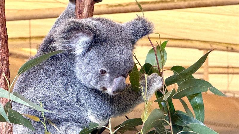Die australischen Beuteltiere ernähren sich fast ausschließlich von Eukalyptusblättern.