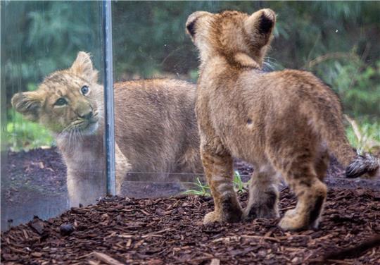 Die beiden kleinen Löwenkinder im Schweriner Zoo erkunden das Gehege.