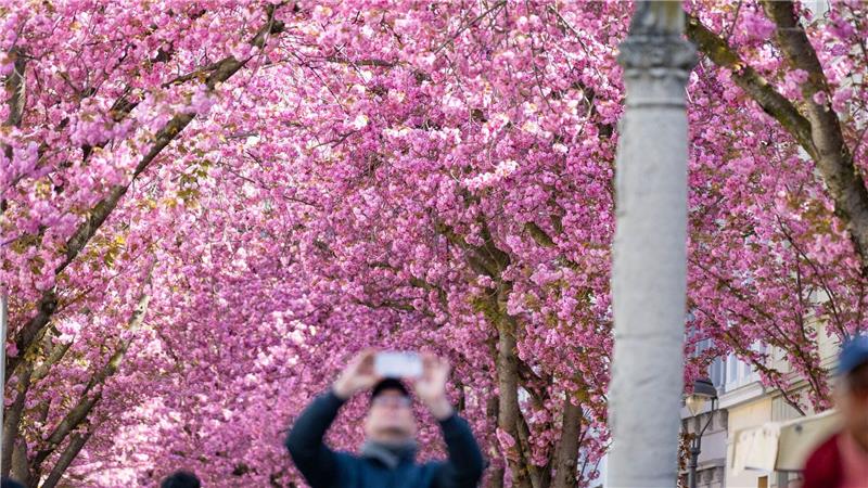 Die berühmten Bonner Kirschblüten blühen zum Osterwochenende in voller Pracht auf.