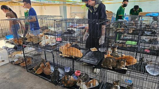 Die beschlagnahmten Katzen haben seelisch und körperlich viel durchgemacht. 