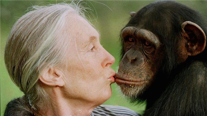 Die britische Primatenforscherin Jane Goodall ist im Alter von 91 Jahren gestorben. (Archivbild)