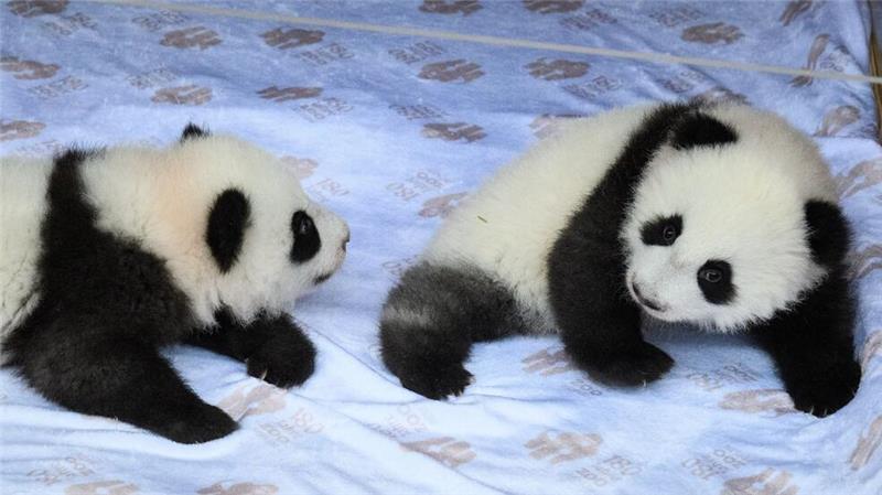 Berliner Panda-Mädchen heißen Leni und Lotti Die chinesischen Namen lauten Meng Hao und Meng Tian.