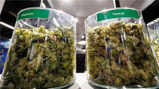 Die deutschen Hopfenbauern stehen wegen des Rückgangs des Bierkonsums und den Folgen des Klimawandels massiv unter Druck. 