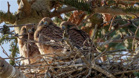 Die drei Nachwuchsfalken in ihrem Nest.