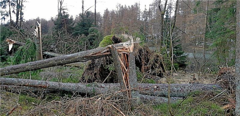 Die drei Winterstürme Mitte Februar haben tonnenschwere Fichten im Bachtal rund um den Polstertaler Teich abgebrochen und entwurzelt.