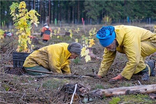 Die ehrenamtlichen Helfer pflanzen noch bis Ostersamstag Bäume in den Wäldern rund um Braunlage.  Foto: Bergwaldprojekt