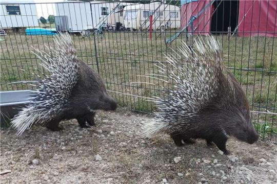 Die einjährigen Stachelschwein-Geschwister Max und Moritz sind nach ihrer Flucht wieder in ihrem Gehege. Foto: Zirkus Brilliant