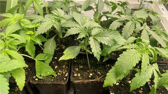 Die ersten Cannabis-Setzlinge des Goslarer Social-Clubs wachsen.