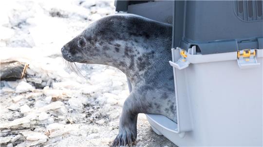 Die ersten Kegelrobbenheuler der Saison sind ausgewildert worden.