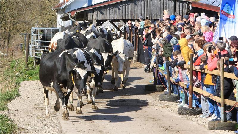 Die ersten Kühe verlassen den Stall und laufen hinaus auf die Weide.