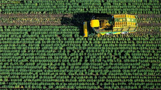 Die ersten Landwirte in Niedersachsen haben mit der Grünkohlernte begonnen. 