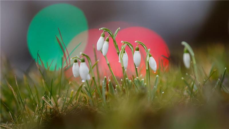 Die ersten Schneeglöckchen wagen sich aus der Erde. (Archivbild)